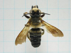 Megachile pseudomonticola
