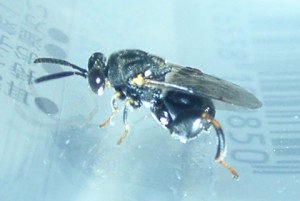 Chalcididae gen. sp.