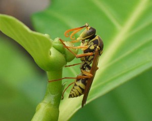 Polistes chinensis chinensis