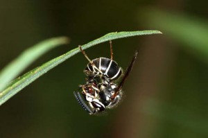 Vespula flaviceps