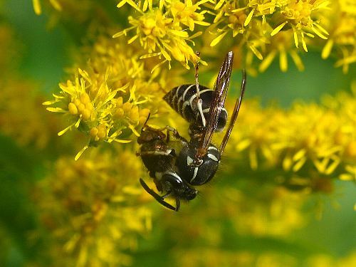 スズメバチ科／Vespidae | 蜂が好き