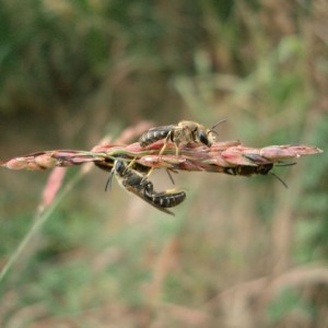 Lasioglossum sp.