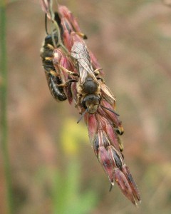 Lasioglossum sp.