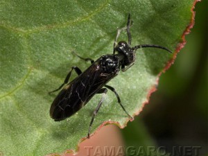 Allantus luctifer