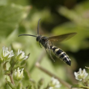 Campsomeriella annulata annulata