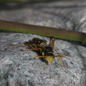 Polistes chinensis antennalis