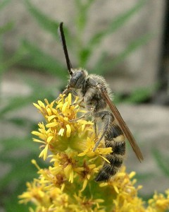 Campsomeriella annulata annulata