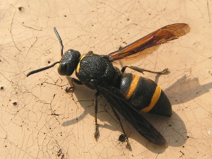 Anterhynchium melanopterum