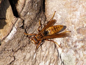 Polistes jokahamae okinawensis