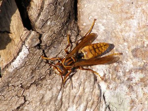 Polistes jokahamae okinawensis