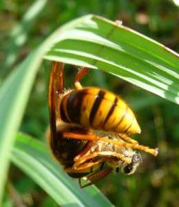 Vespa simillima