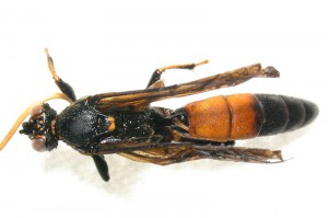 Protichneumon sp.