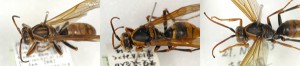 Polistes jokahamae okinawensis