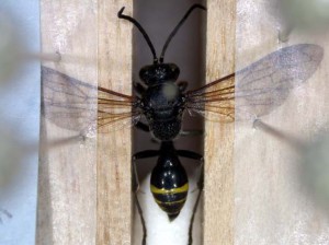 Gorytes tricinctus