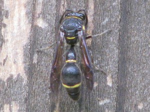 Eumenes rubronotatus rubronotatus