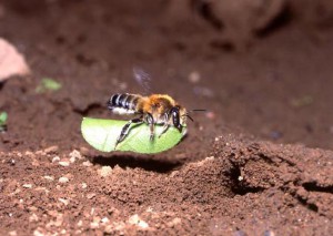 Megachile nipponica nipponica