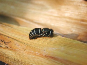 Vespula flaviceps