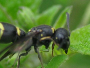 Stenodynerus chinensis simillimus