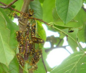 Polistes rothneyi iwatai