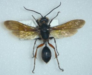 Isodontia harmandi