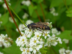 Scolia decorata ventralis