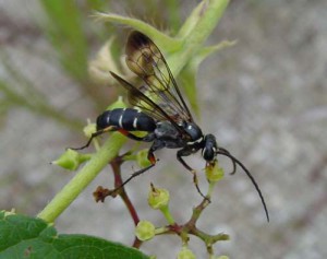 Batozonellus maculifrons