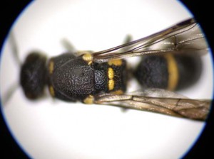 Stenodynerus clypeopictus