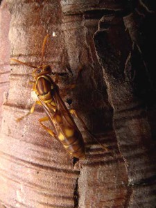 Parapolybia indica indica