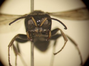 Crossocerus amurensis