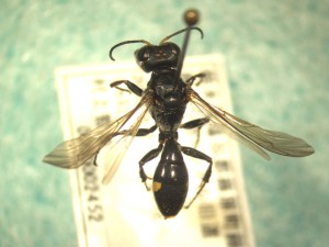 Crossocerus amurensis