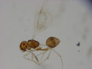 Mymarommatidae gen. sp.
