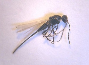 Platygastridae gen. sp.
