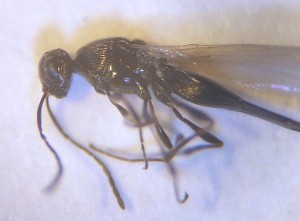 Platygastridae gen. sp.