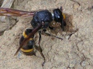 Orancistrocerus drewseni drewseni