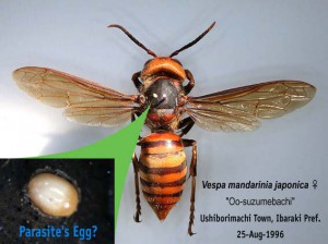 Vespa mandarinia