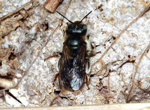 Osmia orientalis