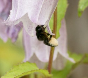 Megachile sumizome