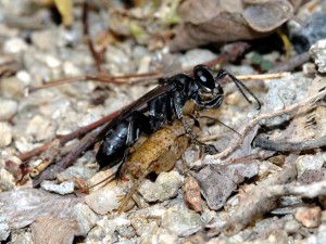 Liris subtessellatus subtessellatus