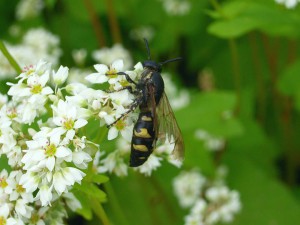 Scolia decorata ventralis