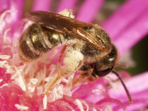 Halictus aerarius