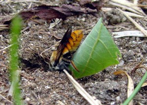 Megachile xanthothrix