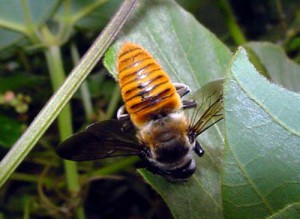 Megachile xanthothrix