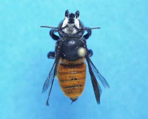 Megachile sp.