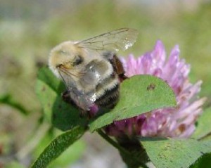 Bombus diversus diversus