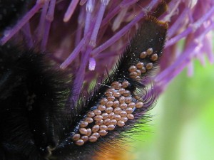 Bombus ignitus