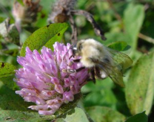 Bombus diversus diversus