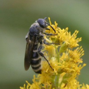 Campsomeriella annulata annulata