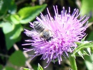 Megachile tsurugensis