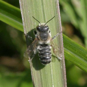 Megachile tsurugensis