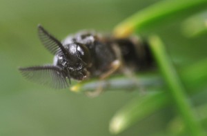 Diprionidae gen. sp.